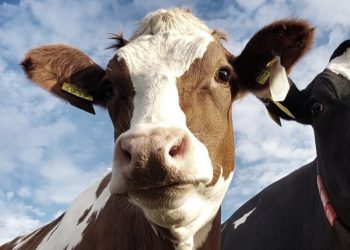 Colegio de Veterinarios