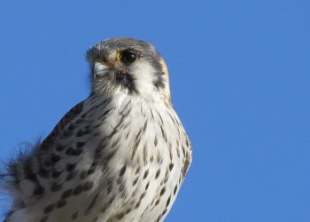 El halconcito común