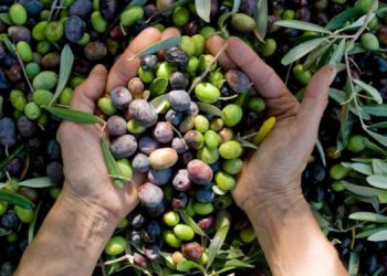 Cosecha de aceitunas en Coronel Dorrego