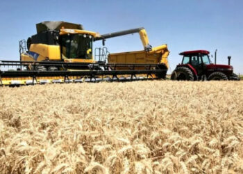 Auguran buena cosecha de trigo