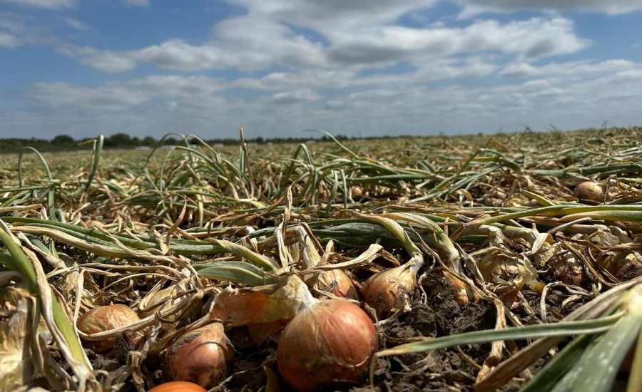 Producción de cebolla en el sudoeste bonaerense